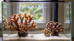 Is a Protein Skimmer Worth It Reef? An Honest Answer (2026)