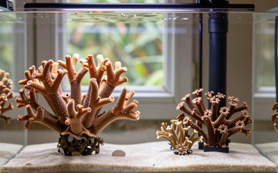 Is a Protein Skimmer Worth It Reef? An Honest Answer (2026)