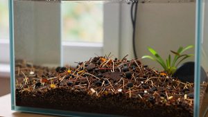 Is Aquarium Soil Worth It? An Honest Answer (2026)