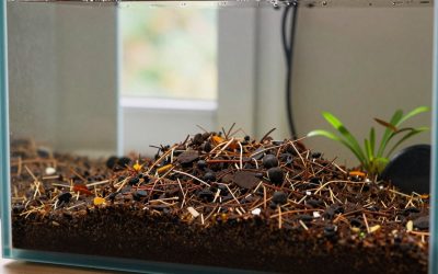 Is Aquarium Soil Worth It? An Honest Answer (2026)