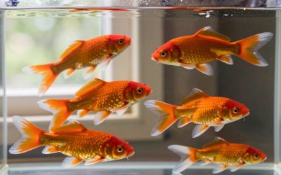Can Koi and Goldfish Live Together? Pond and Tank Rules