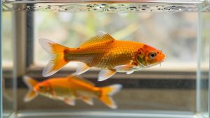 Koi Betta Fish: Colors, Genetics and Care