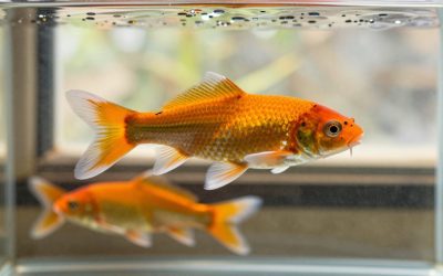 Koi Betta Fish: Colors, Genetics and Care