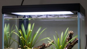 Led Aquarium Light vs T5 Fluorescent Light: Which Is Right for Your Home (2026)