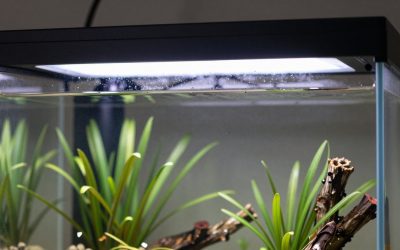 Led Aquarium Light vs T5 Fluorescent Light: Which Is Right for Your Home (2026)