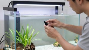 Male vs Female Angelfish: How to Tell Them Apart