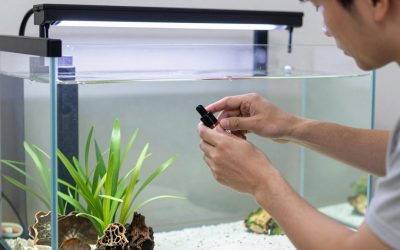 Male vs Female Angelfish: How to Tell Them Apart