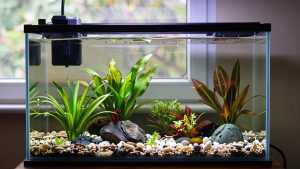 Monte Carlo Aquarium Plant: Carpet Care Guide