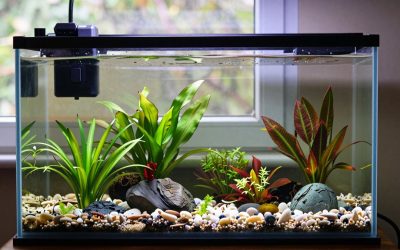 Monte Carlo Aquarium Plant: Carpet Care Guide