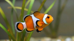 Ocellaris Clownfish Care: Tank Size, Anemones, Diet and Tank Mates