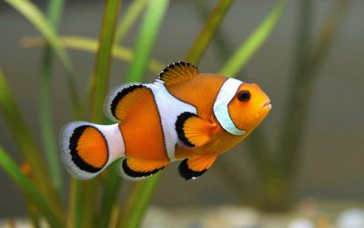 Ocellaris Clownfish Care: Tank Size, Anemones, Diet and Tank Mates