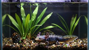 Best Plants for an Axolotl Tank (Cold Water, Low Light)