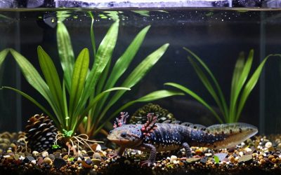 Best Plants for an Axolotl Tank (Cold Water, Low Light)