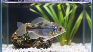 Platy vs Molly vs Swordtail: Which Livebearer Fits Your Tank