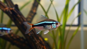 Rainbowfish Care Guide: Best Species, Tank Size and Tank Mates