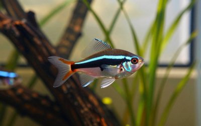 Rainbowfish Care Guide: Best Species, Tank Size and Tank Mates