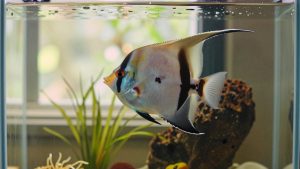 Saltwater Angelfish: Species, Tank Size and Reef Safety