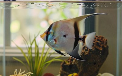 Saltwater Angelfish: Species, Tank Size and Reef Safety