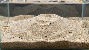 Sand Substrate vs Gravel Substrate Aquarium: Which Is Right for Your Home (2026)