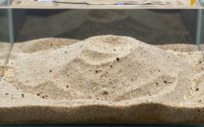 Sand Substrate vs Gravel Substrate Aquarium: Which Is Right for Your Home (2026)