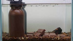 Best Seattle Chocolate in 2026: Buying Guide