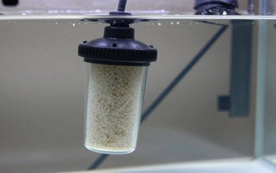 Sponge Filter vs Internal Aquarium Filter: Which Is Right for Your Home (2026)