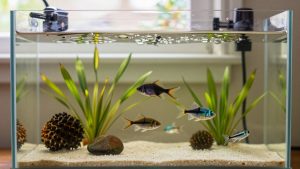 Tropical Fish Care Basics: Heater, Temperature and 12 Easy Species