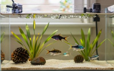 Tropical Fish Care Basics: Heater, Temperature and 12 Easy Species
