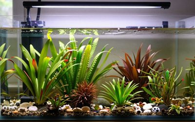 Types of Aquarium Plants: Stem, Rosette, Rhizome, Floating and Carpet