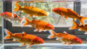 Types of Koi Fish: Varieties, Colors and Patterns Explained