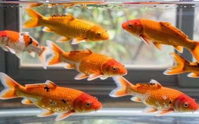 Types of Koi Fish: Varieties, Colors and Patterns Explained