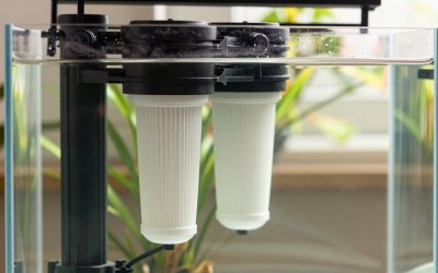 What Size Aquarium Filter for 20 Gallons? Size Guide With Measurements (2026)