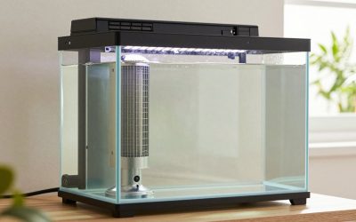 What Size Heater for 20 Gallon Aquarium? Size Guide With Measurements (2026)