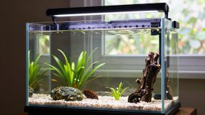 What Size Led Light for 10 Gallon Aquarium? Size Guide With Measurements (2026)