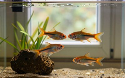What to Feed Aquarium Fish: Flakes, Pellets, Frozen and Live Food