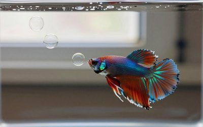 Why Do Betta Fish Make Bubbles? Bubble Nests Explained